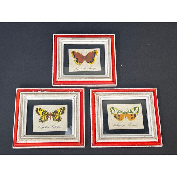 Vintage Butterfly Prints Set 3 Framed 5.5x4.5" Italy Botanical Illustration - Picture 1 of 6